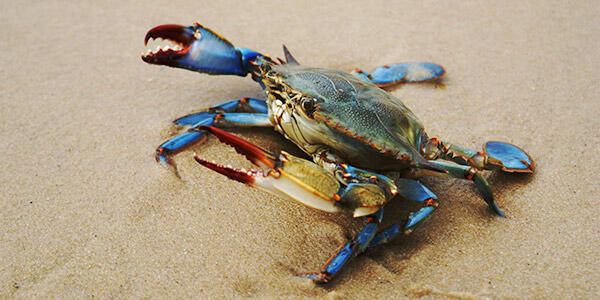 Blue Crab